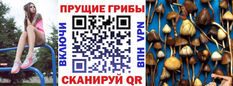 как найти закладки  Будённовск  Галлюциногенные грибы Cubensis 